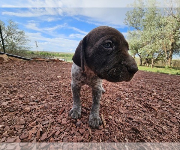 Medium Photo #45 German Shorthaired Pointer Puppy For Sale in EVANSVILLE, WY, USA