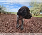 Small Photo #45 German Shorthaired Pointer Puppy For Sale in EVANSVILLE, WY, USA