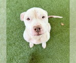 Small #1 American Staffordshire Terrier Mix