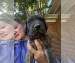 Small #19 Great Dane