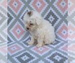 Small Photo #4 Poodle (Miniature) Puppy For Sale in DUNNVILLE, KY, USA