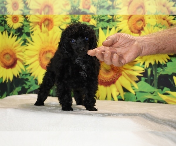 Medium Photo #3 Poodle (Toy) Puppy For Sale in DYERSBURG, TN, USA