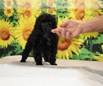 Pedro - Male Poodle (Toy) Puppy for Sale - Photo #3