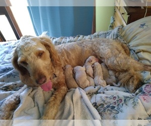 Mother of the Goldendoodle puppies born on 06/20/2022