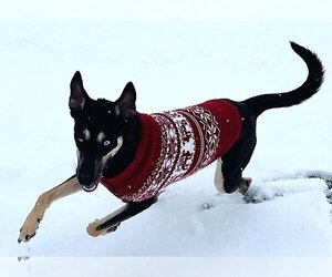 German Shepherd Dog-Huskies  Mix Dogs for adoption in Sandy, UT, USA