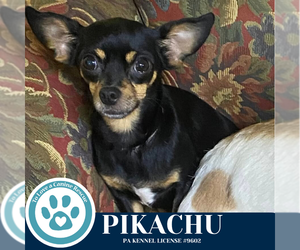 Chihuahua Dogs for adoption in Kimberton, PA, USA