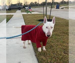 Bull Terrier Dogs for adoption in Baytown, TX, USA
