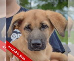Small #2 Golden Shepherd