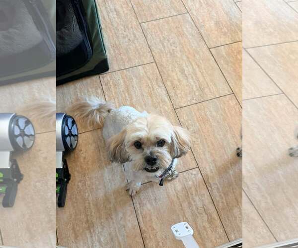 Medium Photo #1 Lhasa Apso Puppy For Sale in Las Vegas, NV, USA