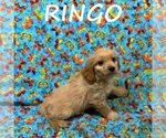 Small #1 Cavapoo