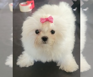 Maltese Puppy for sale in ROYAL OAKS, CA, USA