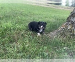 Small Photo #13 Miniature Australian Shepherd Puppy For Sale in BETHANY, IL, USA