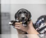 Small Labrador Retriever Mix