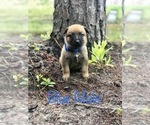Small Photo #5 Belgian Malinois Puppy For Sale in FAIRFAX, GA, USA