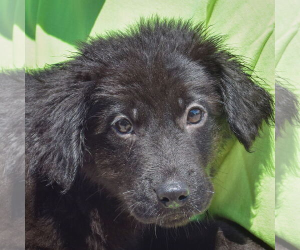 Medium Photo #4 German Shepherd Dog-Unknown Mix Puppy For Sale in Huntley, IL, USA