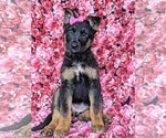 Small Photo #6 German Shepherd Dog Puppy For Sale in LEOLA, PA, USA