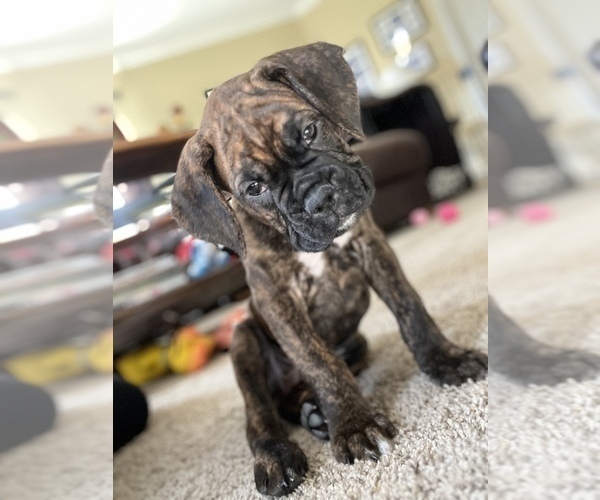 Medium Photo #2 Boxer Puppy For Sale in HAMILTON, NJ, USA