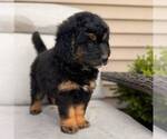 Small #2 Bernedoodle (Miniature)