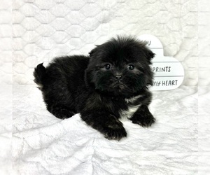 Shih Tzu Puppy for sale in FRANKLIN, IN, USA