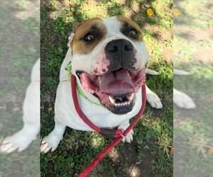 Bulldog-Unknown Mix Dogs for adoption in Woodland, CA, USA