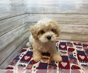 Cavachon Puppy for sale in FULTON, KS, USA
