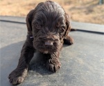 Small #4 Boykin Spaniel-Goldendoodle Mix