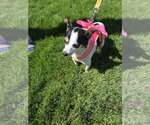 Small #2 Chihuahua Mix