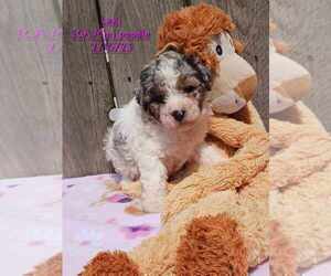 Poodle (Toy) Puppy for sale in TOPEKA, IN, USA