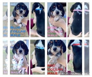 Beagle Puppy for sale in HAMBURG, AR, USA
