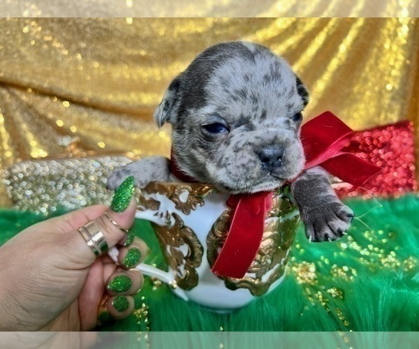 Medium Photo #9 French Bulldog Puppy For Sale in HAYWARD, CA, USA