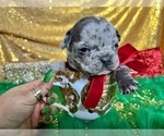 Small Photo #9 French Bulldog Puppy For Sale in HAYWARD, CA, USA