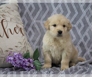 English Cream Golden Retriever-Golden Retriever Mix Puppy for sale in FREDERICKSBG, OH, USA