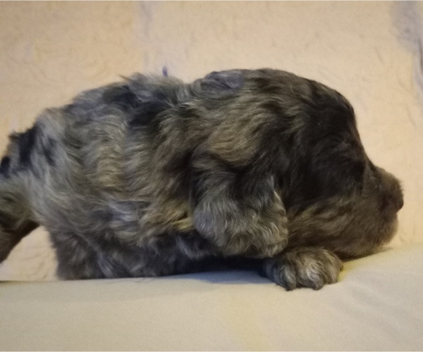 Medium Photo #13 Labradoodle Puppy For Sale in JEFFERSONTOWN, KY, USA