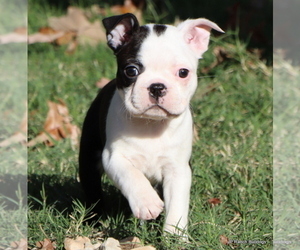 Boston Terrier Puppy for sale in WINNSBORO, TX, USA