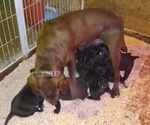 Small #4 Labrador Retriever