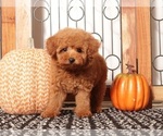 Small #3 Poodle (Miniature)