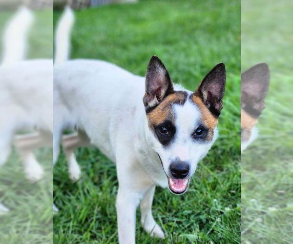Medium Photo #3 Mutt Puppy For Sale in Aurora, IN, USA