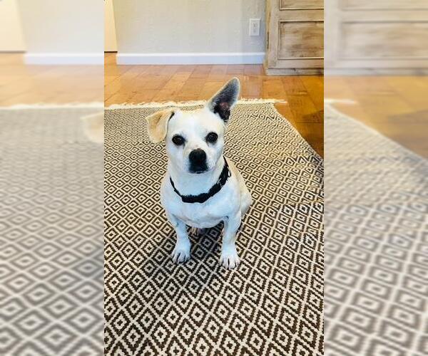 Medium Photo #1 Chihuahua Puppy For Sale in Santa Barbara, CA, USA