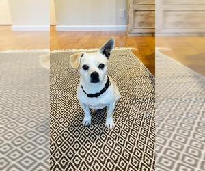 Chihuahua Dogs for adoption in Santa Barbara, CA, USA