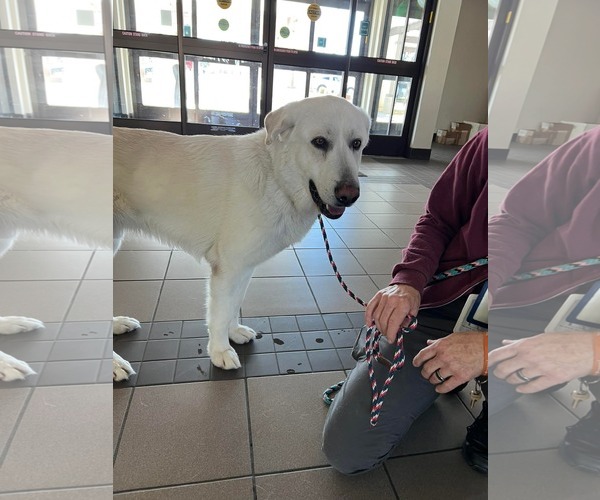 Medium Photo #4 Labrenees Puppy For Sale in San Diego, CA, USA