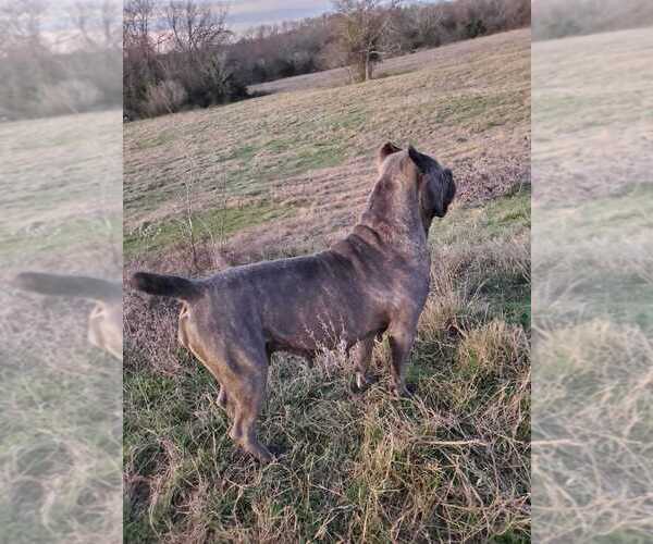 Medium Photo #1 Cane Corso Puppy For Sale in ENNIS, TX, USA