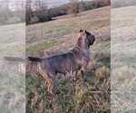 Small Photo #1 Cane Corso Puppy For Sale in ENNIS, TX, USA
