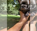 Small Photo #6 French Bulldog Puppy For Sale in CLEVELAND, NC, USA