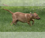 Small #5 Labrador Retriever