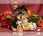 Small Photo #5 Morkie Puppy For Sale in SAFFORD, AZ, USA
