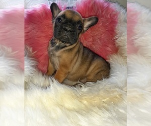 French Bulldog Puppy for sale in CARTHAGE, TX, USA