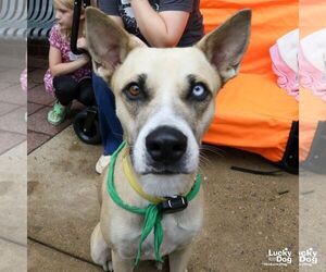 Amari - Female Siberian Husky-Unknown Mix Dog for Adoption - Photo #5