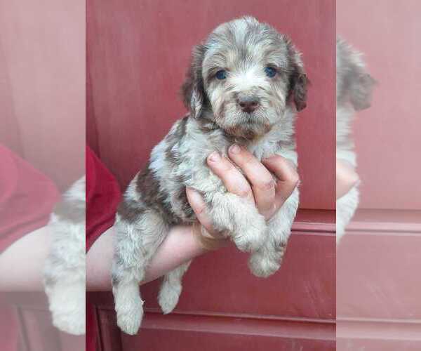 Medium Photo #11 Aussiedoodle Puppy For Sale in COTTAGEVILLE, SC, USA