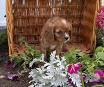 Small #3 Cavalier King Charles Spaniel