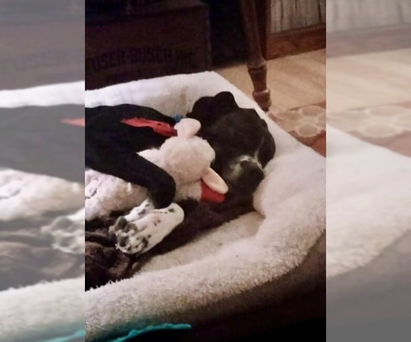 Medium Photo #5 Boxador Puppy For Sale in MIDWAY, UT, USA